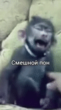 um macaco, vídeo flash, macacos engraçados, rzhany monkey, rir do macaco