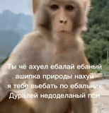 toque, un singe, singe makaku, le singe est drôle, monkeys drôles