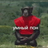 captura de pantalla, sobre monos, mem de un mono, sr monkey, gorila de mono