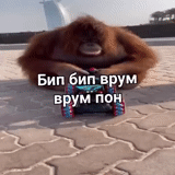 immagine dello schermo, una scimmia, scimmia orangutang, orangutan al volante, orangutan controlla la macchina