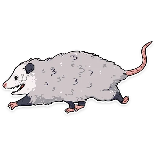 opossum, dessin d'oposum, vue d'oposum de côté
