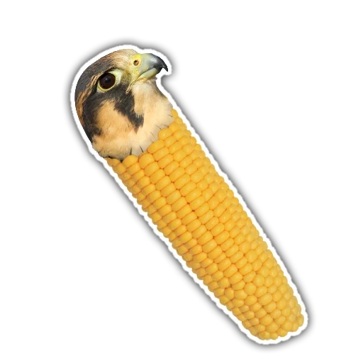corn, background maize, corncob, boiled corn, corncob