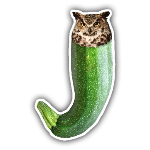 cat cucumber, funny cat, cat cucumber, cucumber seal, seals are ridiculous