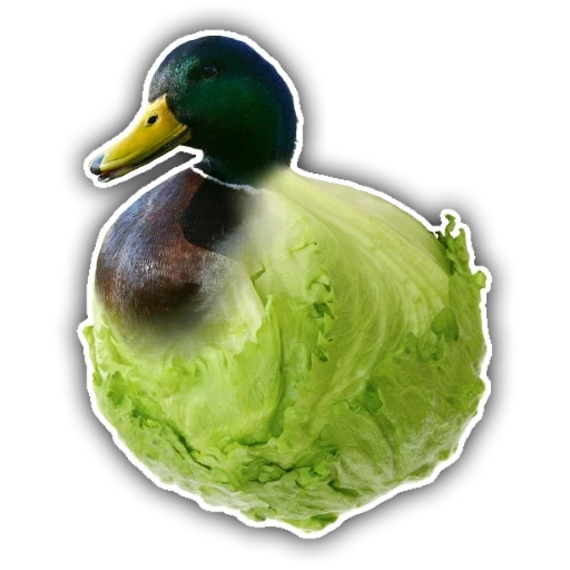 patos, pato de cabeza verde, pato salvaje, pato de cabeza verde, pato de cabeza verde