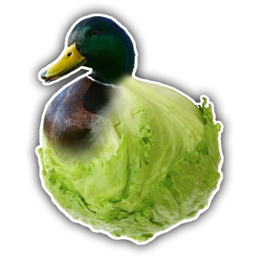 canard, canard colvert, canard colvert, canard colvert, canard colvert