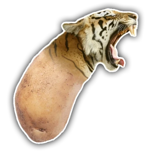 a yawning tiger, smiloden saber-toothed tiger