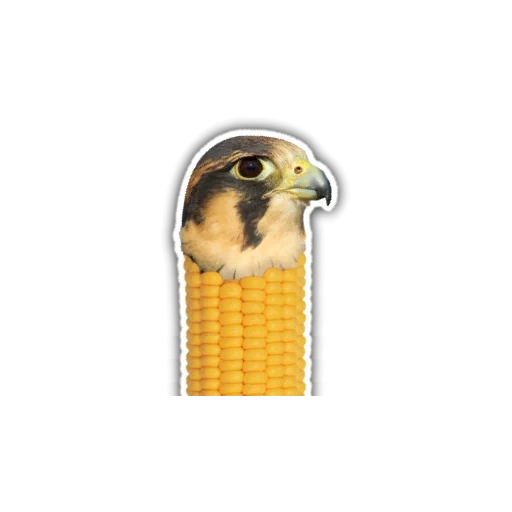 bird, owl bird, falcon bird, birdhawk, chiglock bird