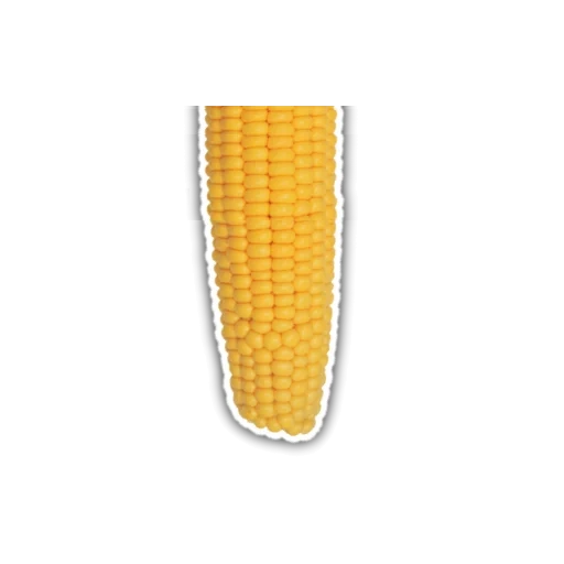 maíz, maíz hervido, maíz caliente, maíz mazorca 1pcs, cinta de mazorca de maíz
