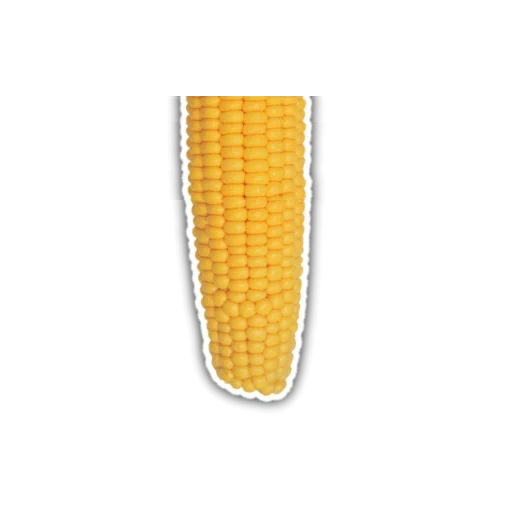 corn, boiled corn, hot corn, corn cob 1pcs, corn cob tape