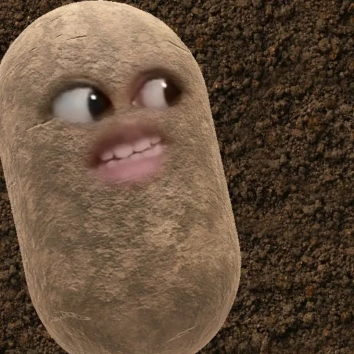 kentang, zoom potato, kentang lucu, kerikil kentang, berbicara kentang
