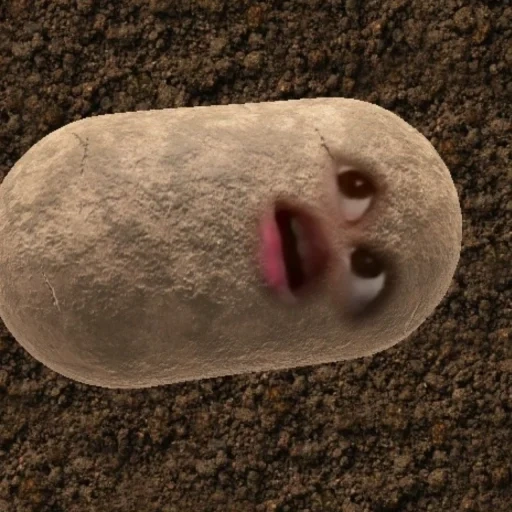 memes, boy, human, potatoes, the potato is funny