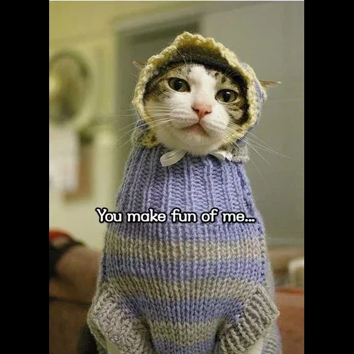 кот, кот шапке, кот свитере, свитер кошки, котик свитере