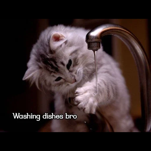 chat, chat, chat, le chat boit de l'eau, le chat boit de l'eau