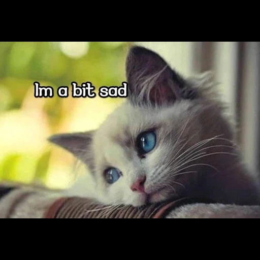 gatto, gatto, tristezza, gatto carino, post tristi