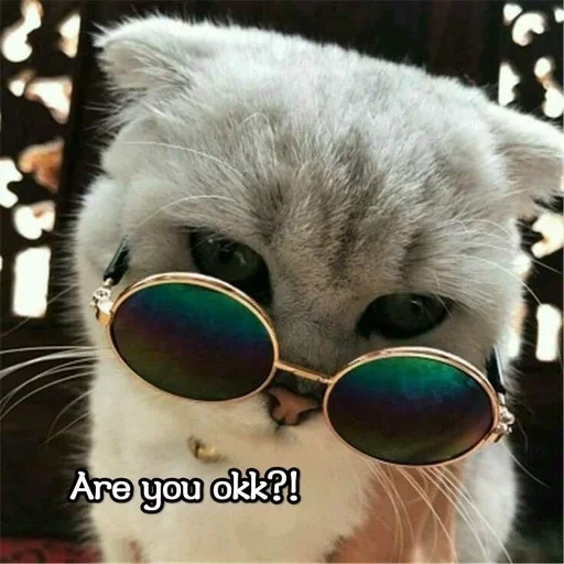 cool cats, cat of black glasses