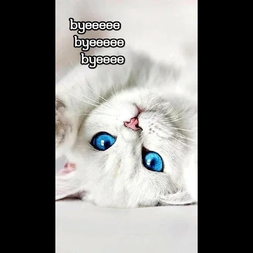 chat, un chat, chat bleu, chaton aux yeux bleus, le chat blanc est blanc