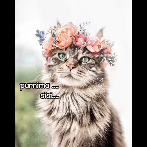 chat wenk, fleurs de chat, chat avec des fleurs, fleur de chat, inspiration de chat
