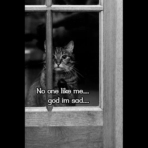 gato, janela de gato, gato na janela, gato solitário, gato triste na janela