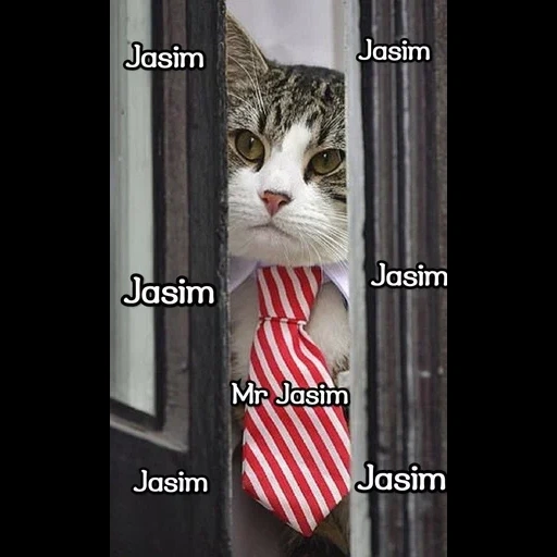 gatto, gatto gatto, assange cat, il gatto è una cravatta, cat julian assange