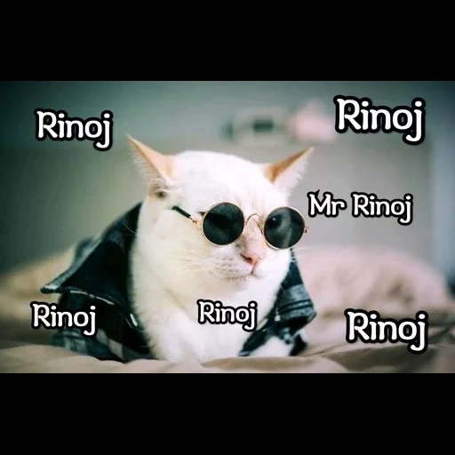 seal, kucing fashion, hewan lucu