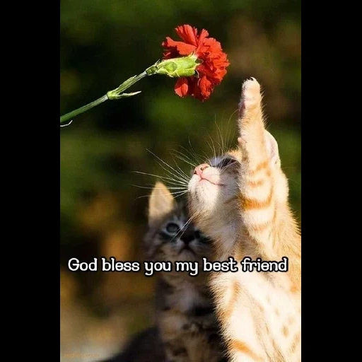 kitty kitty flower, kucing bunga kecil, kucing tulip, kucing mengendus, kucing mencium bunga