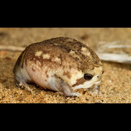 узкоротая лягушка, пустынная лягушка, узкорот лягушка сзади, пустынный узкорот лягушка, обыкновенная дождевая лягушка