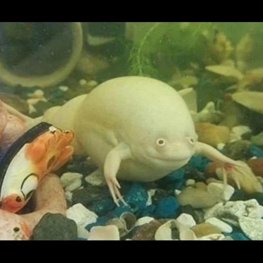 лягушка альбинос, лягушка аквариумная, лягушка белая аквариумная, шпорцевая лягушка альбинос, лягушка карликовая аквариумная