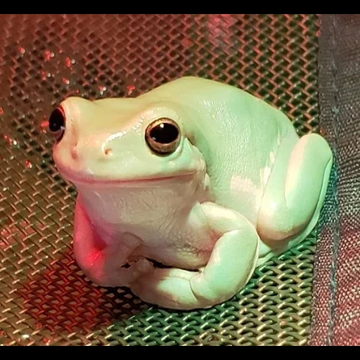 frog, frog meme, жаба лягушка, лягушка квакша, лягушонок кермит