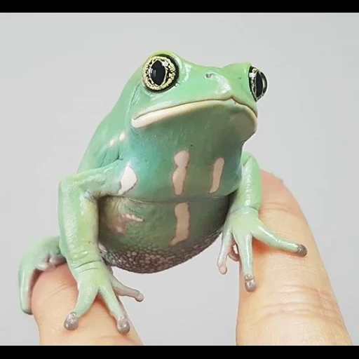 frog, лягушка, лягушка жаба, frogs and toads, лягушка белом фоне