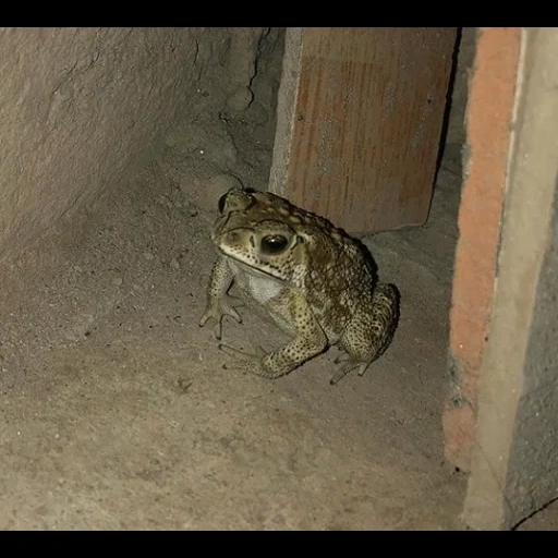 toad, серая жаба, frog and toad, обыкновенная жаба