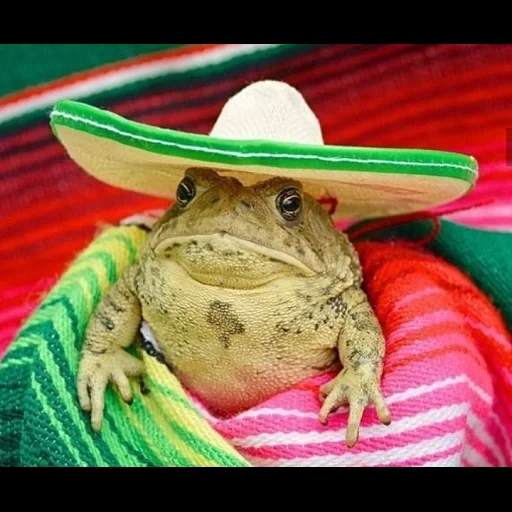 жаба, ситник, жаба шляпе, жабка шляпке, лягушка шляпке