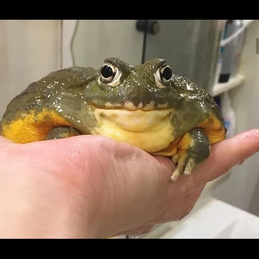 toad, жаба лягушка, лягушка водонос, лягушка бык водонос, лягушка водонос ест