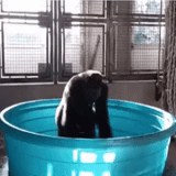 wasserversorgung, gorilla pool, sie gaben heißes wasser, als sie heißes wasser gaben, gorilla tanzt den pool