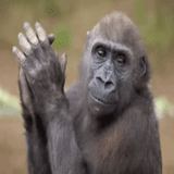 gorila, monos, mono ospop, las ondas de mono, gorilla arrojó un mono