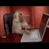 scimmia per pc, scimmia dietro il laptop, scimmia al computer, scimmia al computer, scimmia su un computer 1 mb