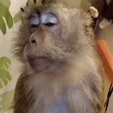 un mono, monos, monos divertidos, monos muy divertidos, mono ofendido pintado