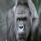 человек, горилла, умная горилла, горная горилла, обезьяна горилла