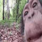 kiss, the selfies of the monkey, gif kiss monkey, very funny monkeys, monkey in front of the camera