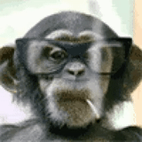 gorila, un mono, tío del mono