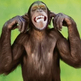 un mono, chimpancés, monos, el mono es dulce, feliz mono