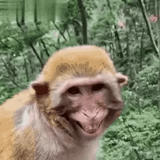 copia link, il resto, scimmia divertente, komik capsler, monkey youtube