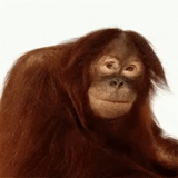 enfant, orangan, orang-outan de singe, microsoft powerpoint, orang-outan de sumatransky
