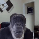 tick tock, meme gorilla, scimmie ospop, play di ruolo in arizona, monkey gorilla