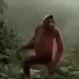 vídeo, tonton online, orangutan menari