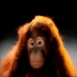 un mono, mono gif, el mono es divertido, mono orangután, orangután de baile