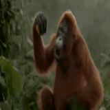 la danza dell'orangutan, orangutan sta ballando, orangutan divertente, scimmia danzante, scimmia orangutang