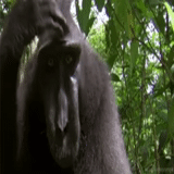 un singe, animaux, l'arrière du gorille, macaque noir, singe noir