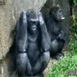 gorila, gorillaz, chimpanzés, macaco de gorila, chimpanzés de gênero