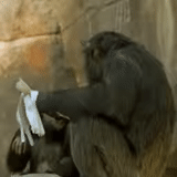gorilla, umarme liebe, schimpansen, prag zoo gorilla, big house zoo gorilla