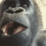 o masculino, um macaco, 4 k 60 fps, macaco de gorila, hurrah ura timofey gorilla